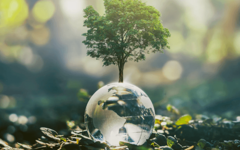 Baum wächst aus Glasglobus, symbolisiert Umweltschutz.